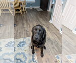 Small #2 Labrador Retriever Mix