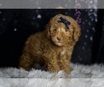 Small #4 Poodle (Toy)
