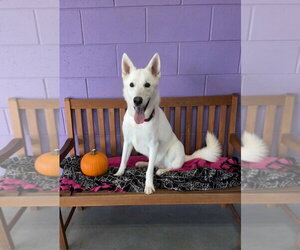 **BAYMAX** - Male Siberian Husky-Unknown Mix Dog for Adoption - Photo #2