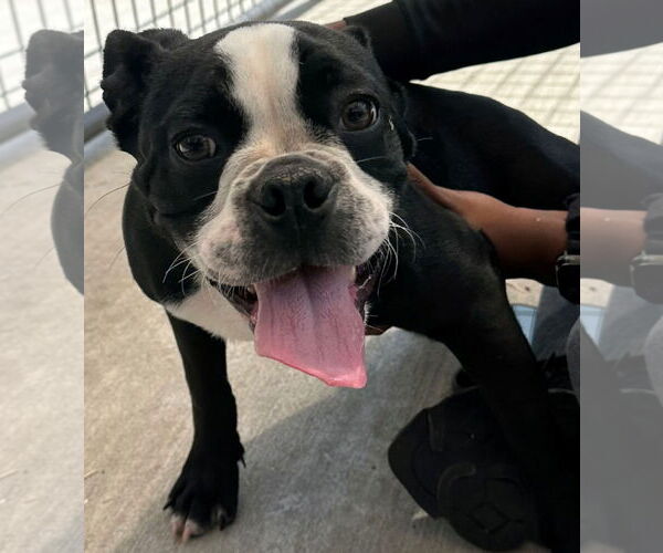 Medium Photo #2 Bulldog-Unknown Mix Puppy For Sale in Jefferson, WI, USA