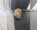 Small #11 Labrador Retriever