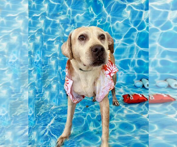 Medium Photo #2 Labrador Retriever-Unknown Mix Puppy For Sale in Sanderson, FL, USA