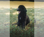 Puppy Sparkle Poodle (Standard)