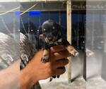 Small Schweenie