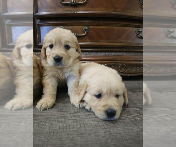 Medium Photo #7 English Cream Golden Retriever Puppy For Sale in ELVERTA, CA, USA