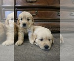 Small #6 English Cream Golden Retriever