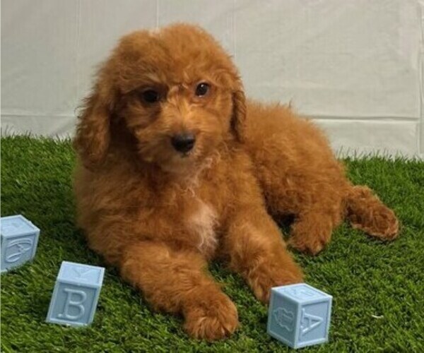 Medium Photo #1 Goldendoodle (Miniature) Puppy For Sale in STUART, FL, USA