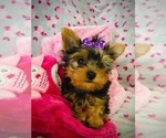 Small Photo #4 Yorkshire Terrier Puppy For Sale in THE WOODLANDS, TX, USA