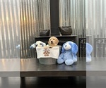 Small Photo #22 Golden Retriever Puppy For Sale in BIG CABIN, OK, USA