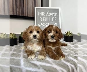 Cavapoo Puppy for sale in FRANKLIN, IN, USA