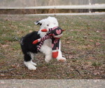 Small Photo #11 Old English Sheepdog Puppy For Sale in MARIONVILLE, MO, USA