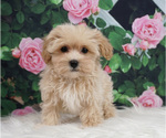 Puppy 4 Maltipoo