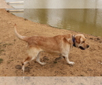 Small Photo #1 Labrador Retriever Puppy For Sale in BARDSTOWN, KY, USA