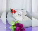 Small Photo #3 Maltese Puppy For Sale in CHANDLER, AZ, USA