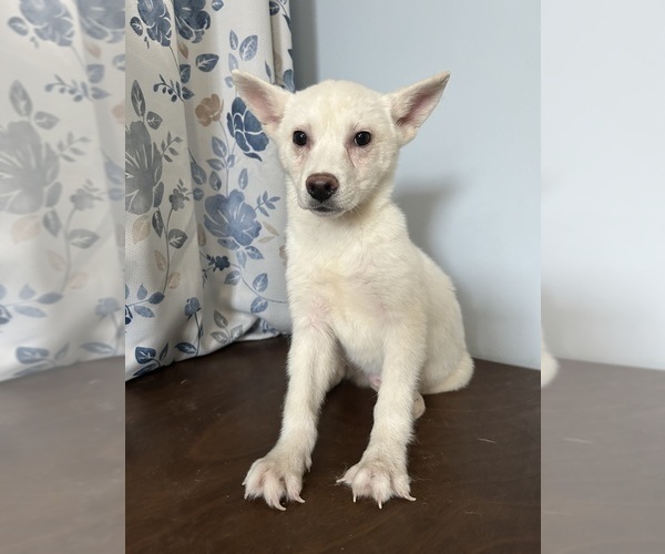 Medium Photo #56 Alaskan Klee Kai Puppy For Sale in DURHAM, CT, USA