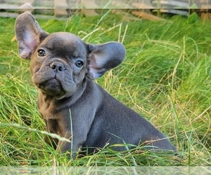 French Bulldog Puppy for sale in BOSTON, MA, USA