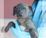 Small Labrador Retriever Mix