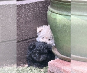 Maltipom Puppy for sale in BIG BEAR LAKE, CA, USA