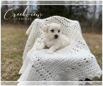 Puppy 1 Havachon