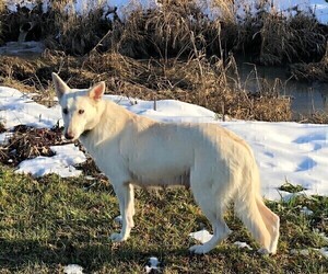 Mother of the German Shepherd Dog puppies born on 07/11/2026