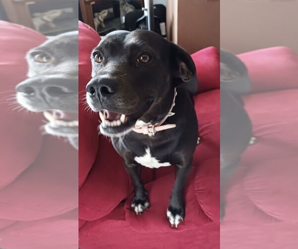 Medium Photo #15 Labrador Retriever-Unknown Mix Puppy For Sale in Brewster, NY, USA