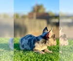 Small French Bulldog