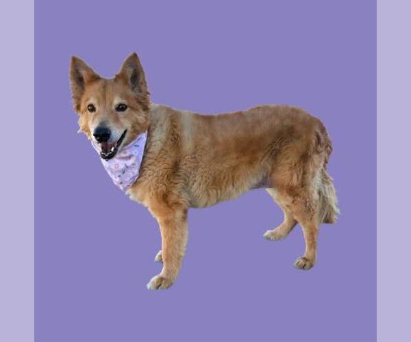 Medium Photo #1 Border Collie Puppy For Sale in Bakersfield, CA, USA