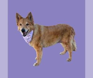 Border Collie Dogs for adoption in Bakersfield, CA, USA