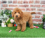 Small #7 Goldendoodle