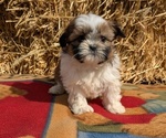 Puppy Pearl Shih Tzu