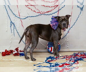 American Pit Bull Terrier-Unknown Mix Dogs for adoption in Sanford, FL, USA
