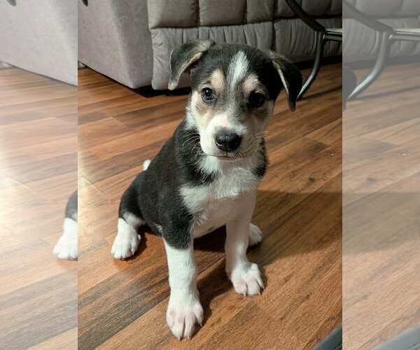 Medium Photo #5 Siberian Husky-Unknown Mix Puppy For Sale in Plainfield, IL, USA