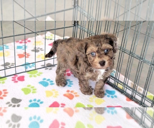 Medium Photo #3 Poovanese Puppy For Sale in ORO VALLEY, AZ, USA