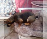 Small Photo #14 Bulldog Puppy For Sale in Apple Valley, CA, USA