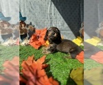 Small #3 Dachshund