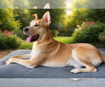 Theo - Male Mutt Dog for Adoption - Small photo