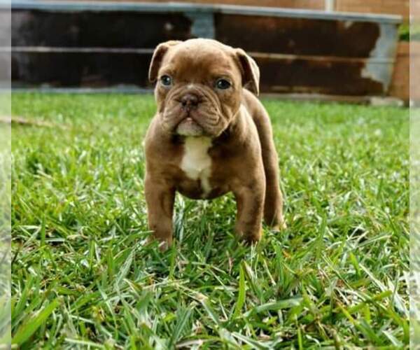 Medium Photo #2 Olde English Bulldogge Puppy For Sale in BREMEN, GA, USA