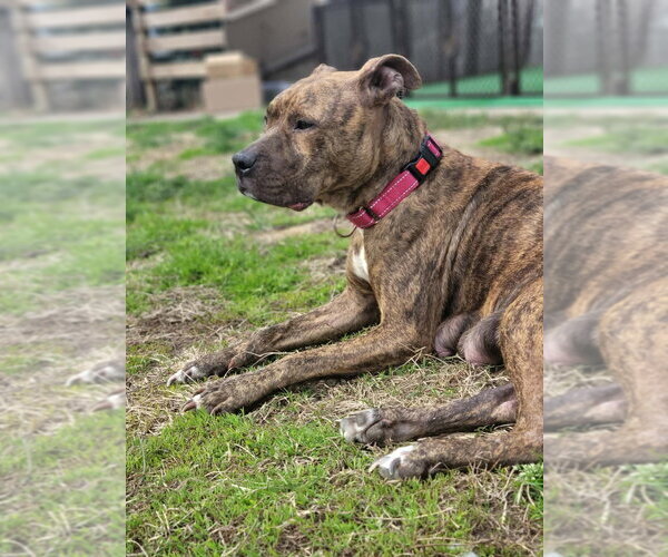 Medium Photo #6 Mutt Puppy For Sale in Wenonah, NJ, USA