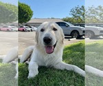 Small #4 Golden Retriever Mix