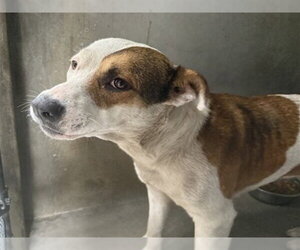 Mutt Dogs for adoption in San Bernardino, CA, USA