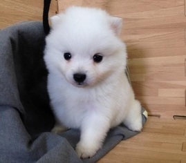 View Ad Japanese Spitz Puppy For Sale Near California Beverly Hills Usa Adn