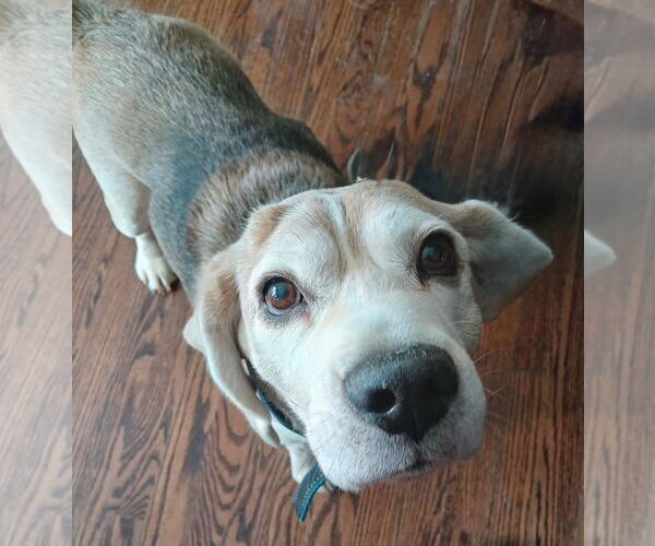 Medium Photo #4 Beagle Puppy For Sale in Chester, NJ, USA