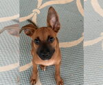 Small #1 Chihuahua Mix
