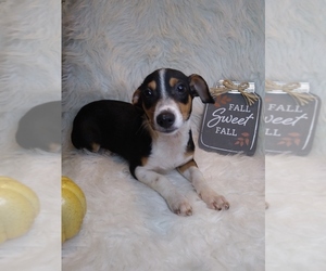 Australian Shepherd-Jack Russell Terrier Mix Puppy for sale in INDIANAPOLIS, IN, USA