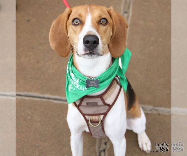 Medium Photo #1 Beagle-Unknown Mix Puppy For Sale in Washington, DC, USA