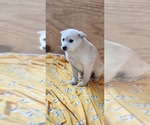 Small #1 Pomsky