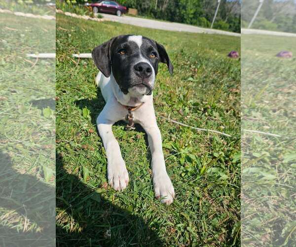 Medium Photo #2 Mutt Puppy For Sale in Sheboygan, WI, USA
