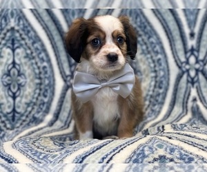 Border Collie-Cavalier King Charles Spaniel Mix Puppy for sale in LAKELAND, FL, USA