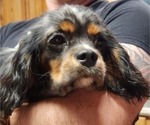 Small Photo #17 Cavalier King Charles Spaniel Puppy For Sale in BOONVILLE, NY, USA