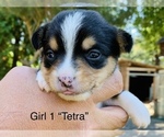 Small Photo #6 Australian Shepherd-Pembroke Welsh Corgi Mix Puppy For Sale in CENTRAL POINT, OR, USA
